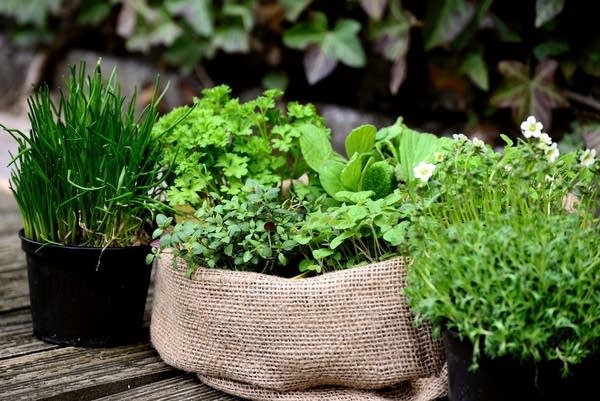 Garden plants and herbs