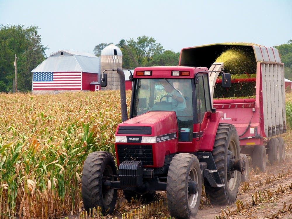 Corn harvest