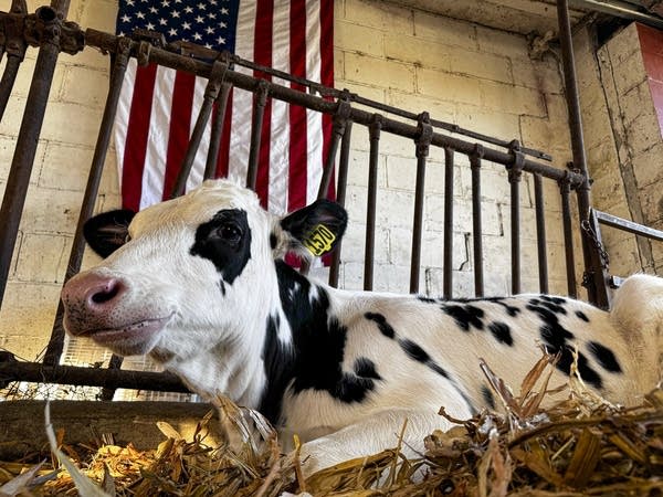 Maui, a calf, rests atop comforting hay