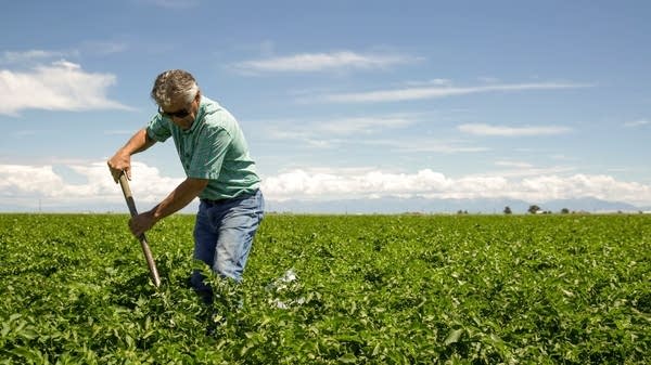 A man digs in a green field.