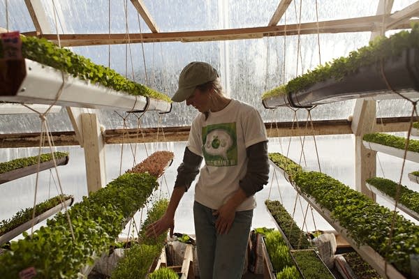 Working in greenhouse