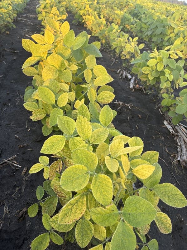 A close up of soybean leaves