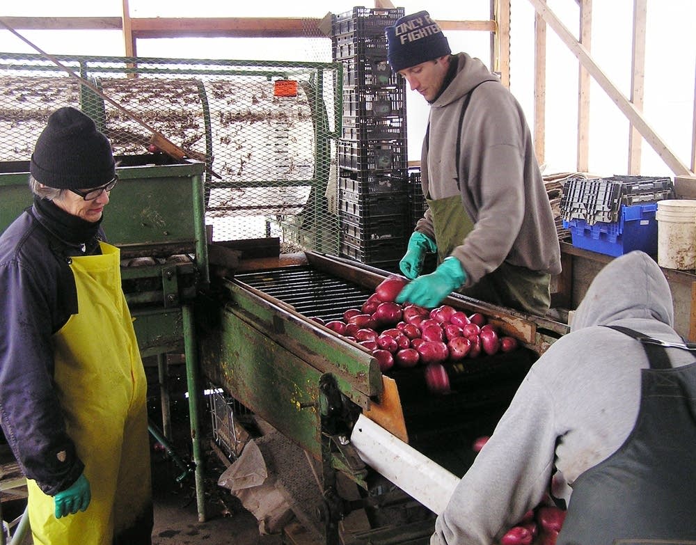 Inspecting potatoes