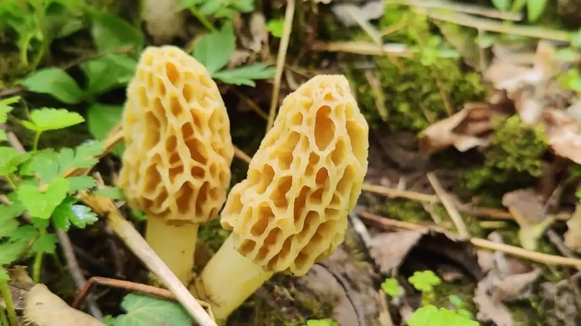 It’s mushroom foraging season in Minnesota. Are you out hunting yet