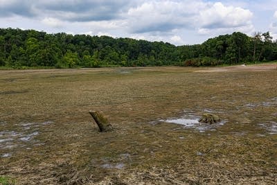 Lake Alice at William O’Brien State park drained.