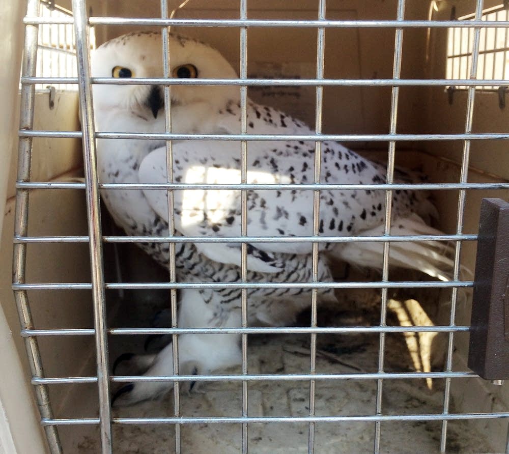 Injured snowy owl