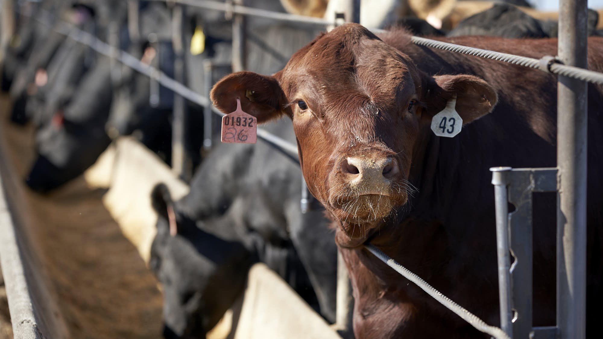 Sysco accuses 4 largest beef processors of price fixing MPR News