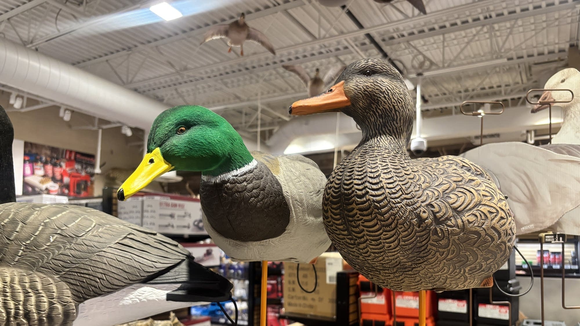 Will importers share their tariff refunds with customers in Minnesota?