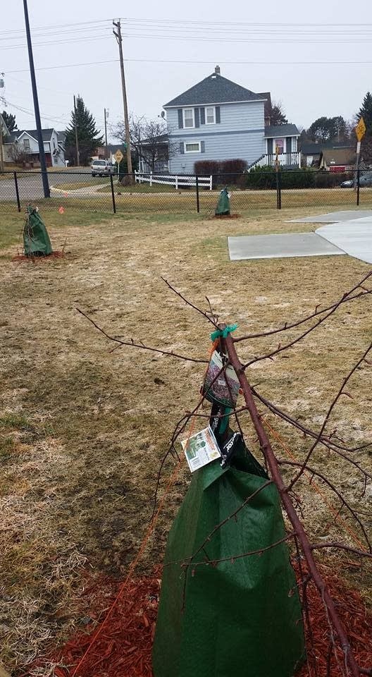 Five trees destroyed in Ely, so 15 more are planted