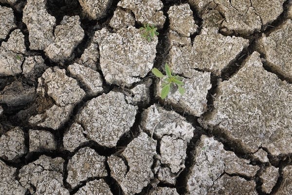 Severe Drought Threatens Midwest Corn Crops