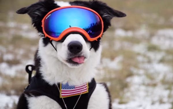 Meet the dog protecting your flight from a bird strike