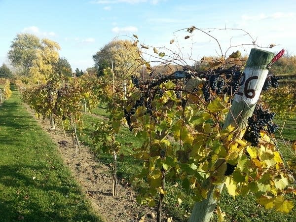 How climate change is affecting Minnesota's apples and wine grapes