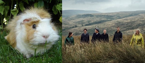 Guinea pig and Belle and Sebastian