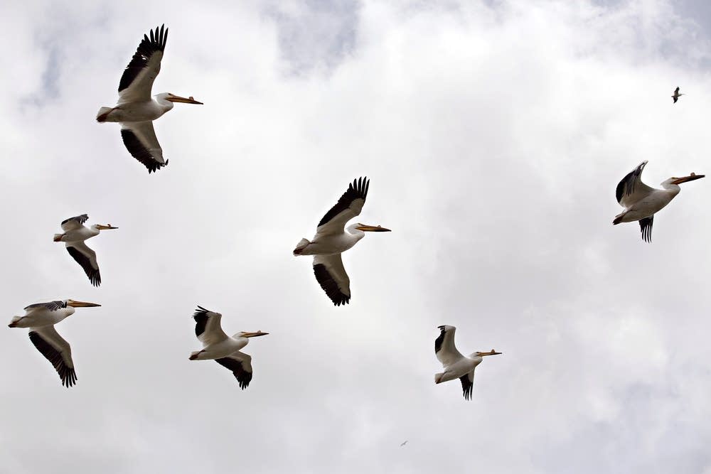 American white pelicans