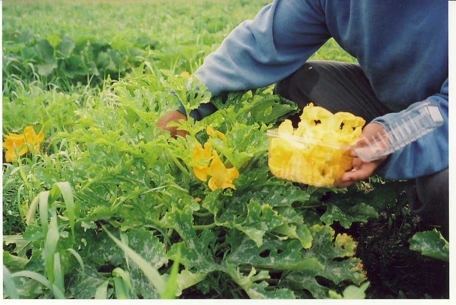 Picking blossoms