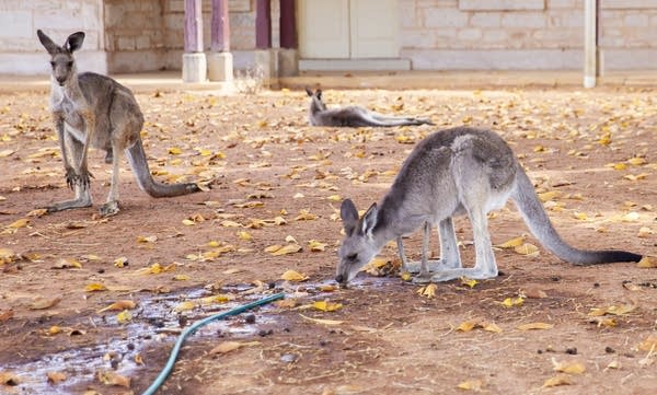 Australia’s solution to an exploding kangaroo population? Pet food.