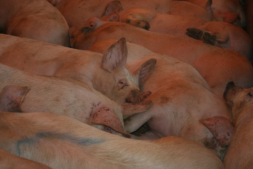 Pigs