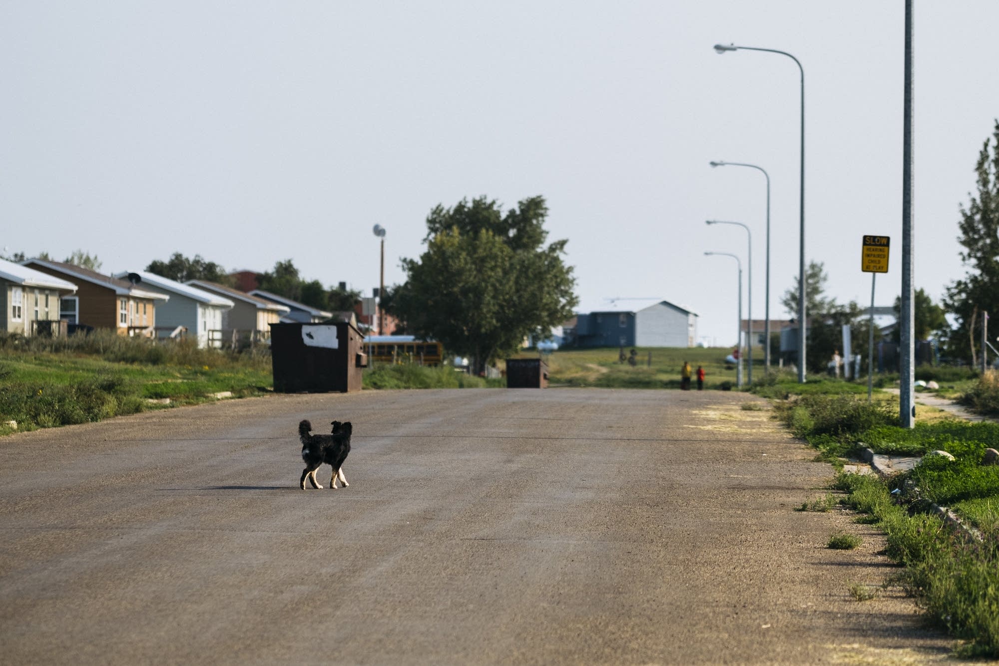 A dogs wanders the streets of Cannon Ball.