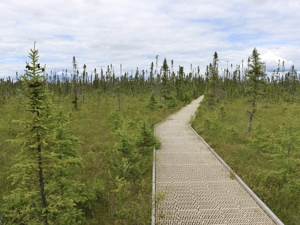 A mile-long boardwalk crosses deep into a peat bog
