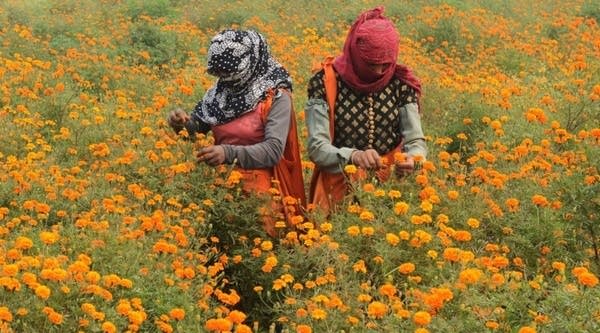 02/01/2018: Farming in focus for India’s 2018 budget