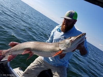 Minnesota muskie plan encourages anglers to track the elusive trophy fish