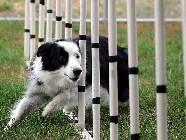 top agility dogs
