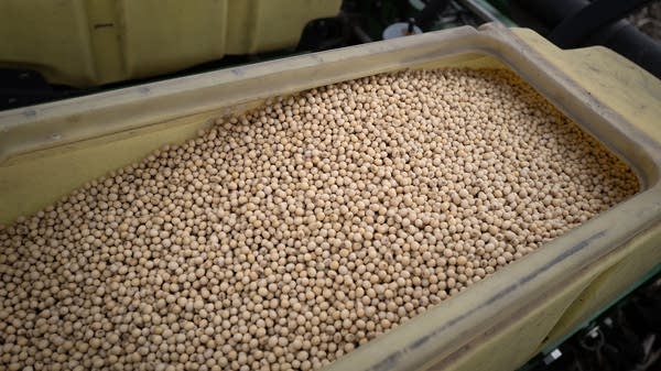 When soybeans are crushed or pressed, they're turned into soybean meal and oil.
