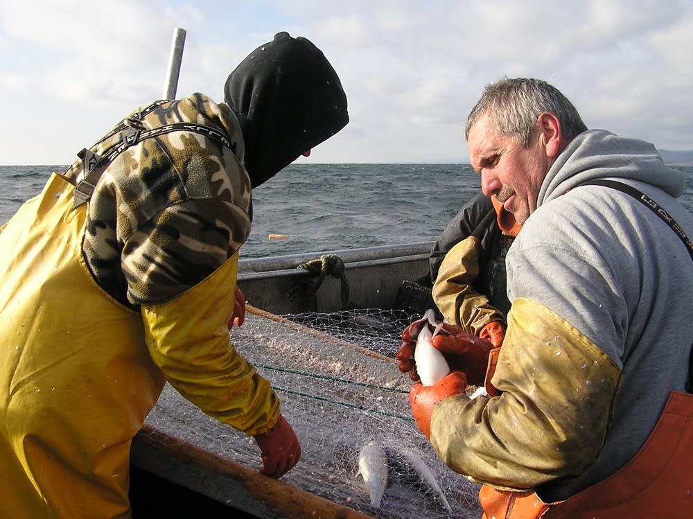 Netted fish