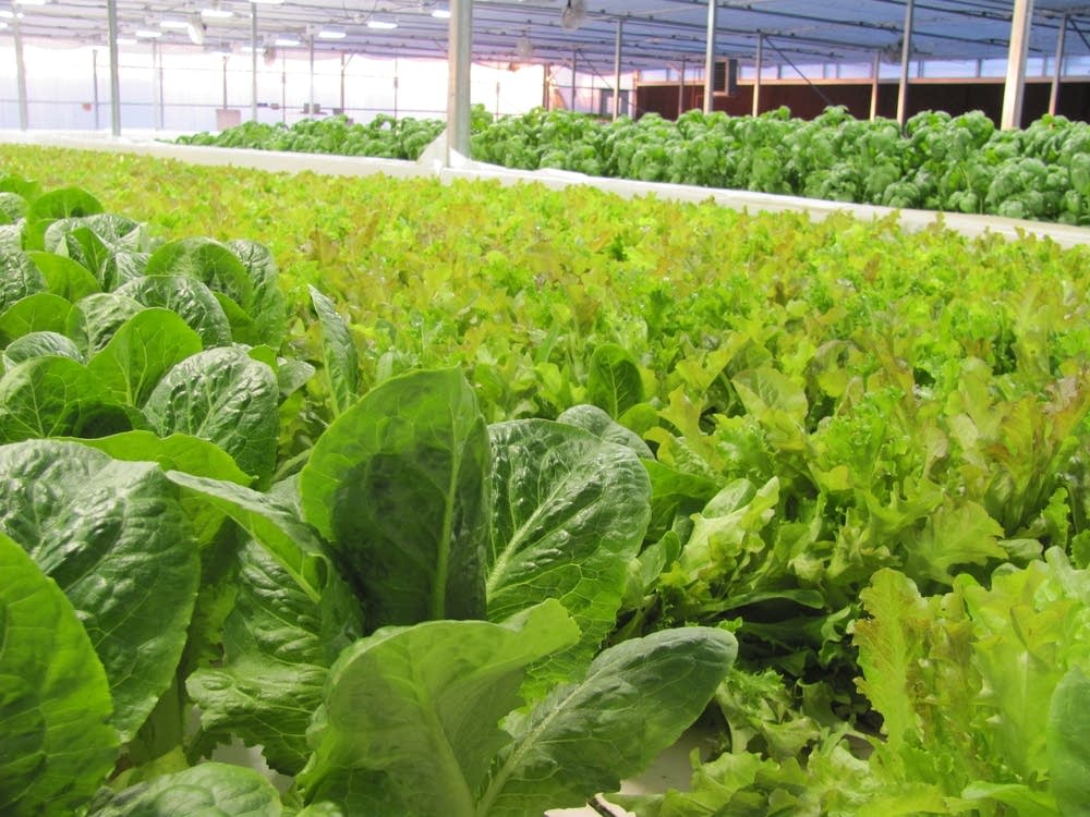 Hydroponic romaine lettuce