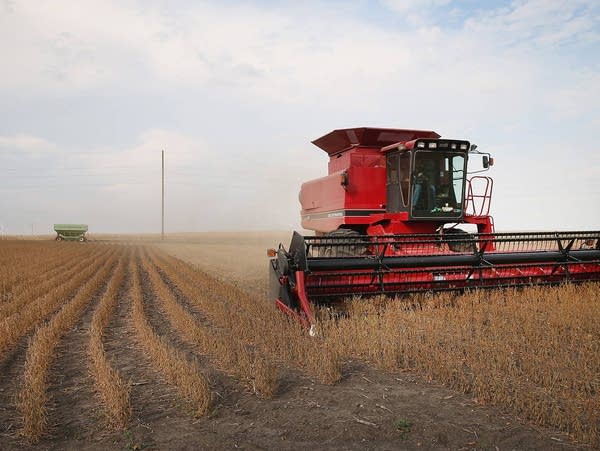 Soybeans are harvested near Worthington, Minnesota.
