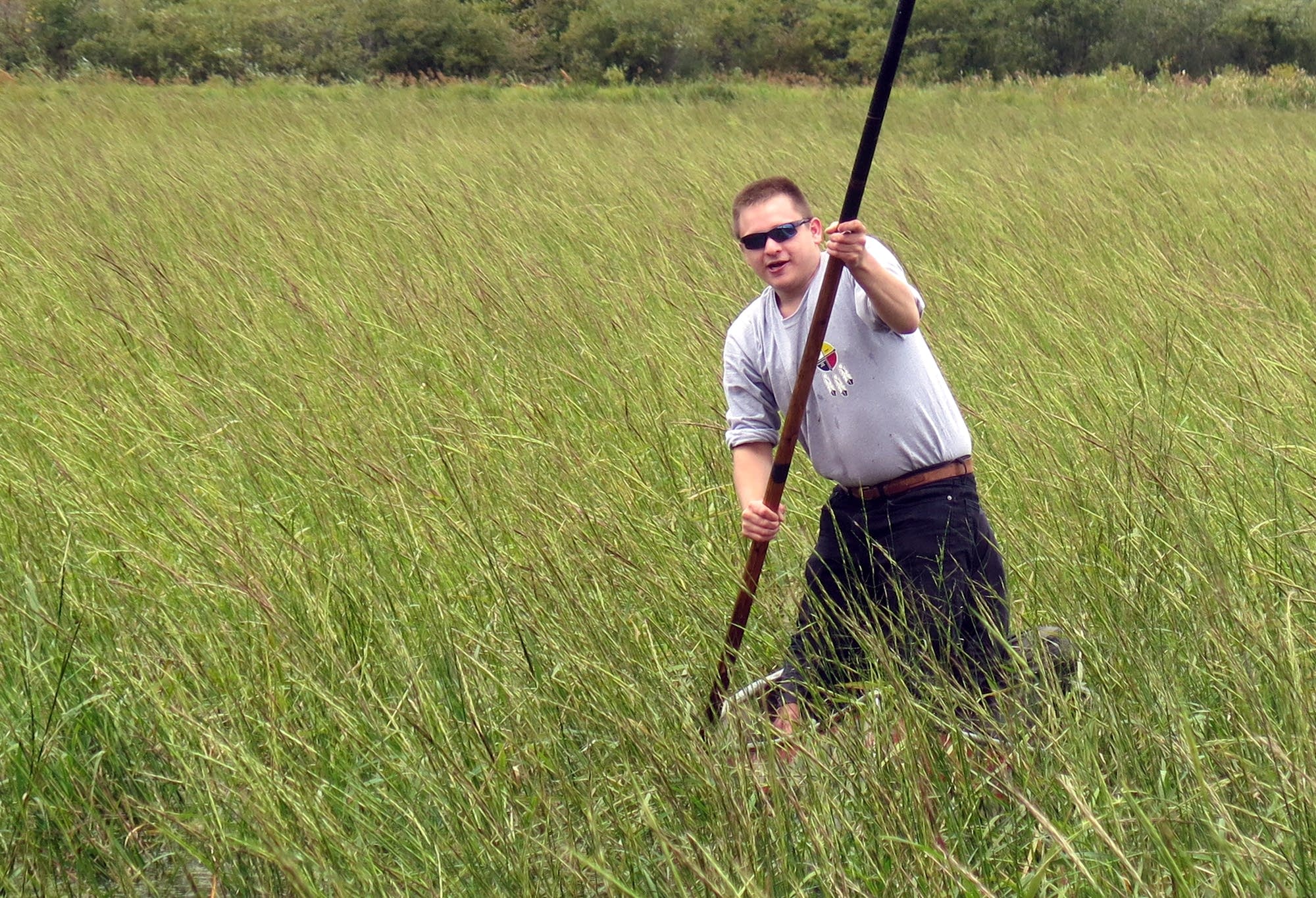 His canoe hidden in wild rice, Bruce Martineau poles to shore.