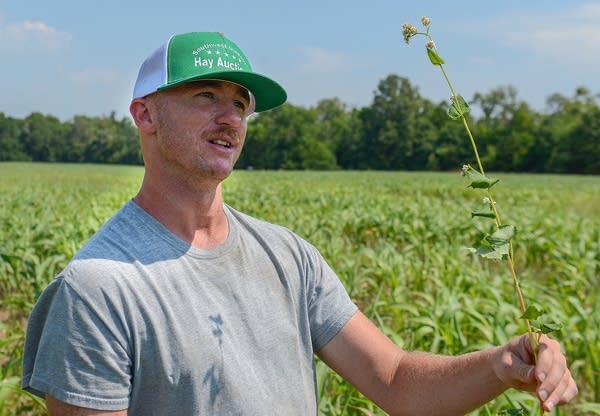 A man wearing a green trucker hat and grey t-shirt holds up a single tall, weedy plant
