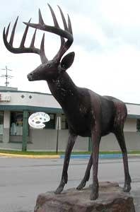Busby the Buck is on the lam