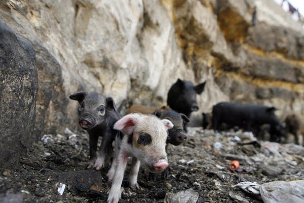 Newborn pigs in Egypt