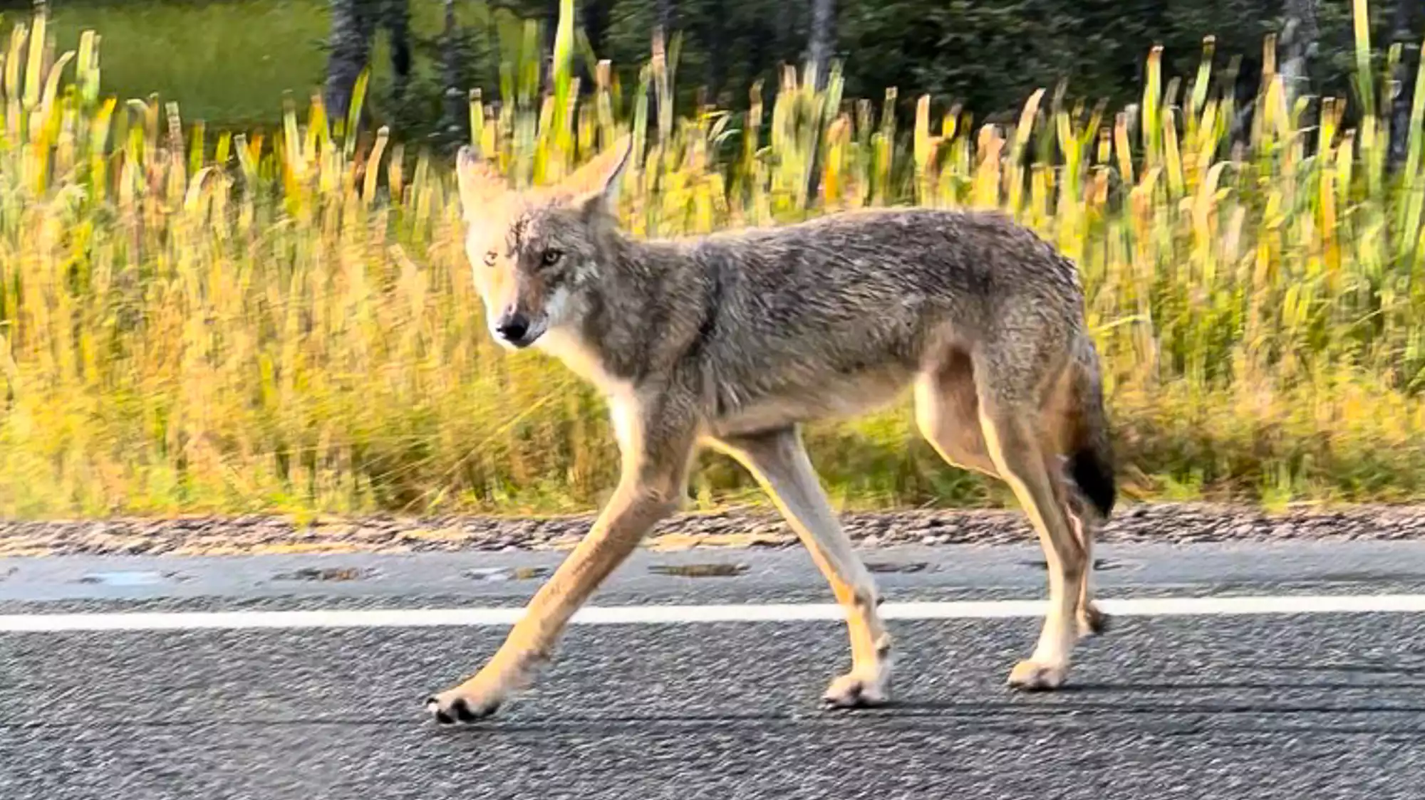 Human Figure To Draw 45 New wolf-human encounters near Voyageurs park draw scientists ...