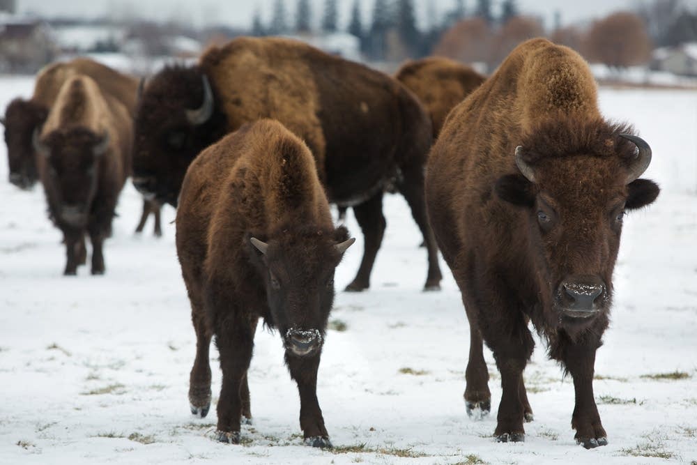 Ed Eichten's bison