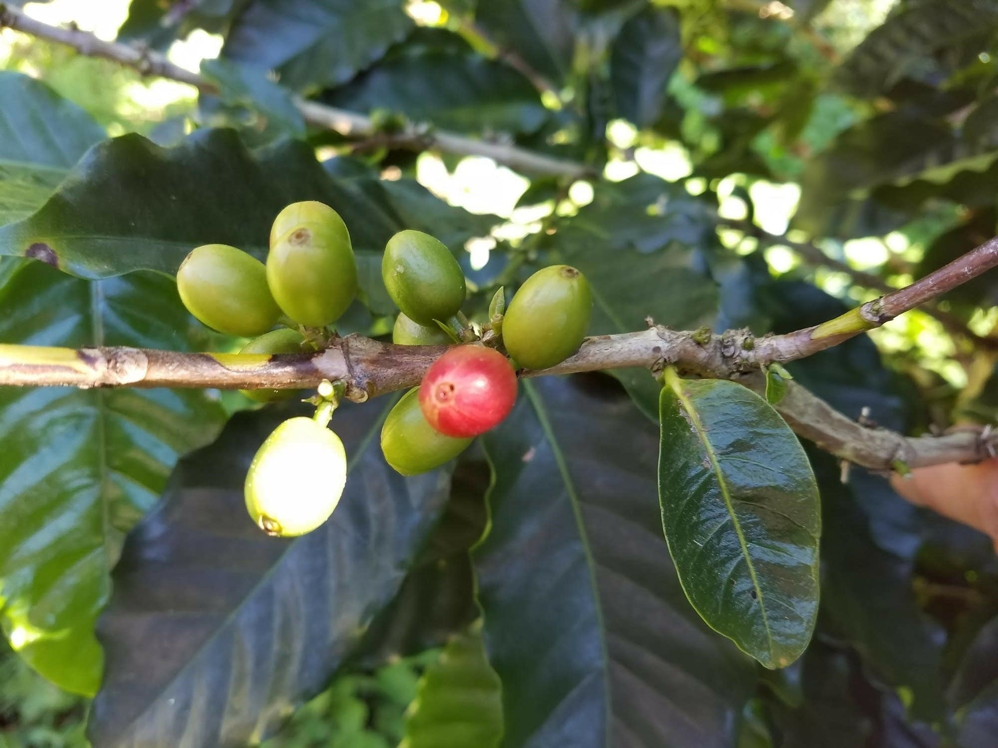 A coffee plant in Cuba.