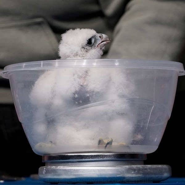 The peregrine falcon chicks get weighed at Mayo Clinic's banding ceremony on May 22. 