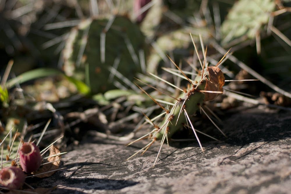 Cacti in the sun at Blue Mounds State Park.