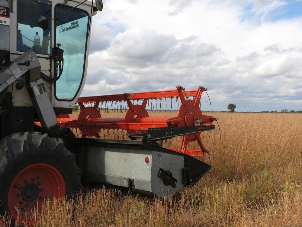 A combine harvesting seeds