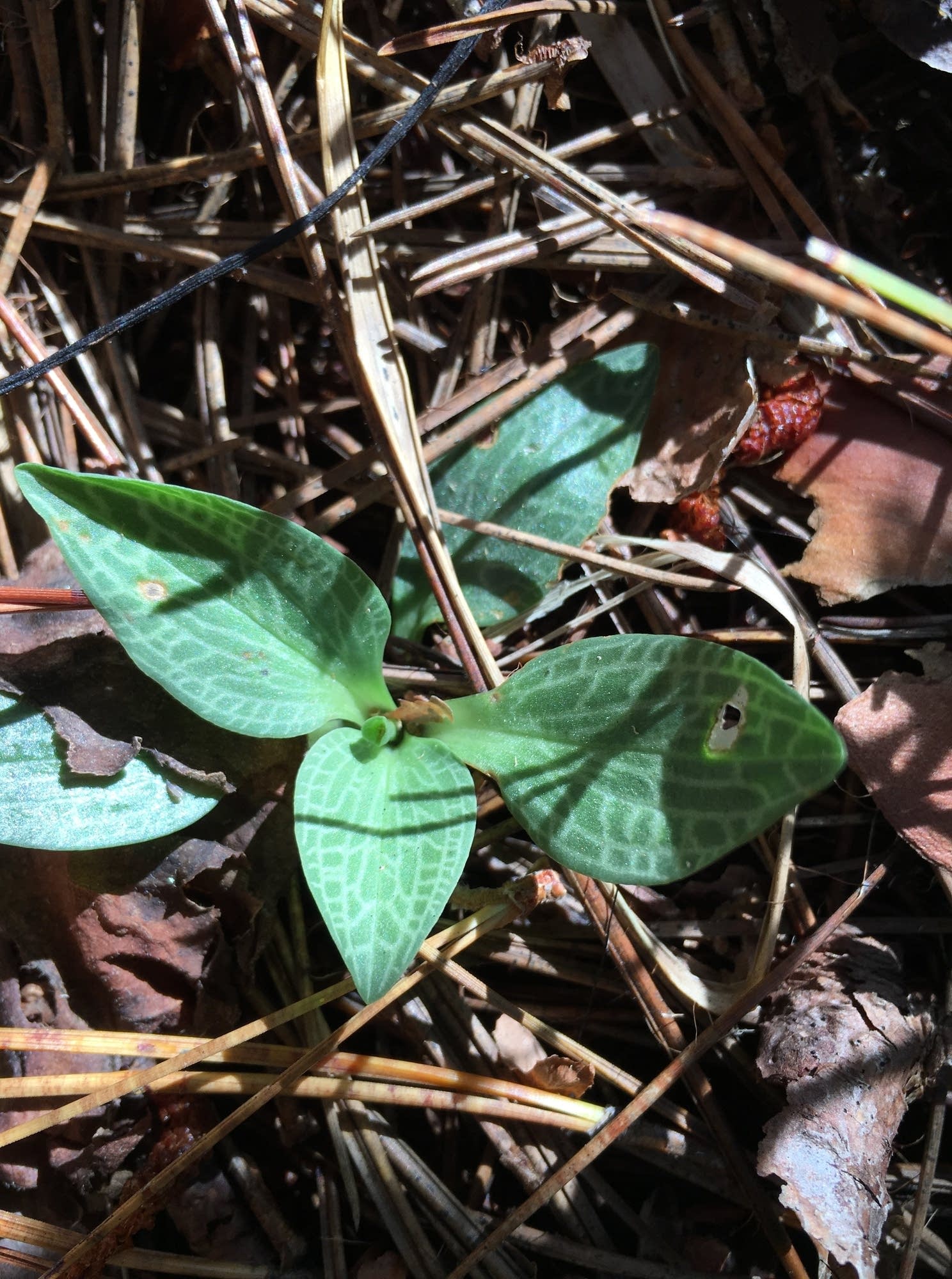 Rattlesnake Plantain