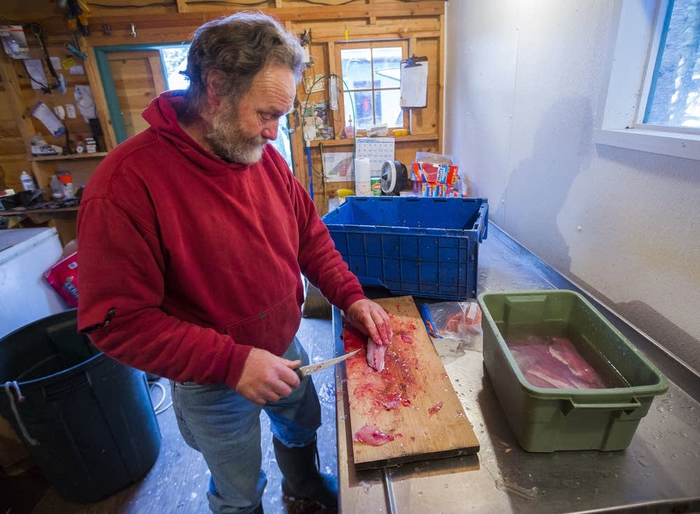 Steve Dahl fillets the day's catch of cisco.