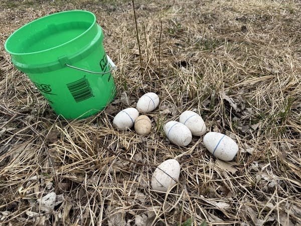 A pile of wooden goose eggs are seen in the grass next to a green bucket.