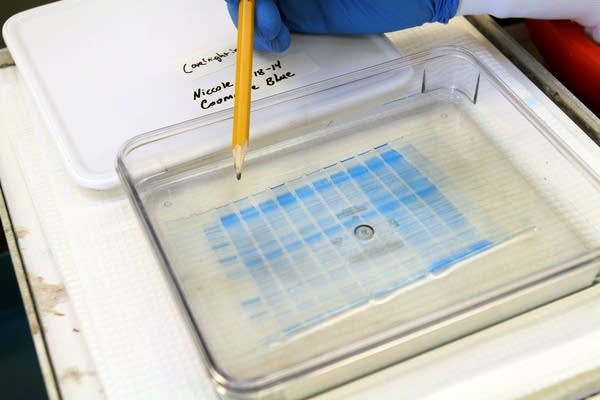 Proteins in rat cardiac cells