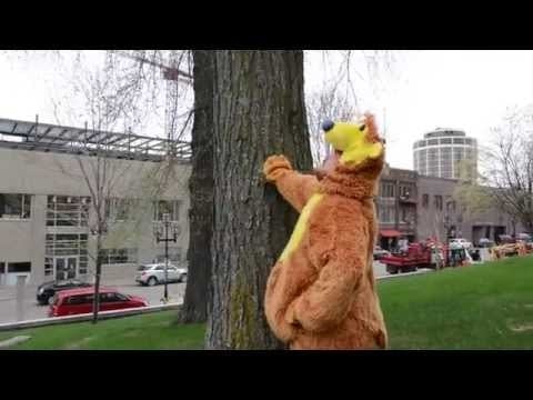If a bear climbs a tree in Duluth…