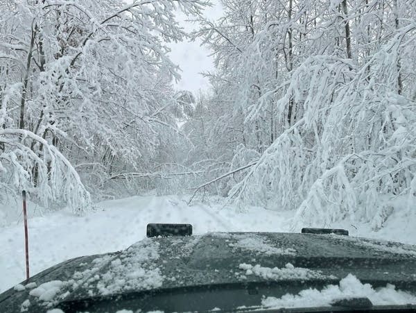 A truck drives down a road blocked by trees coated with heavy snow