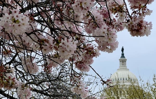 The US Capitol is seen through cherry blossoms in Washington, DC, on March 27, 2023 - The festival runs from March 18 through April 16, with the peak bloom expected from March 22 to 25.
