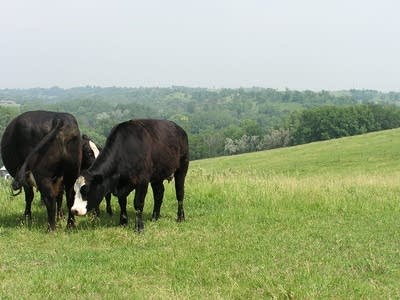 Cattle on the Ivener farm