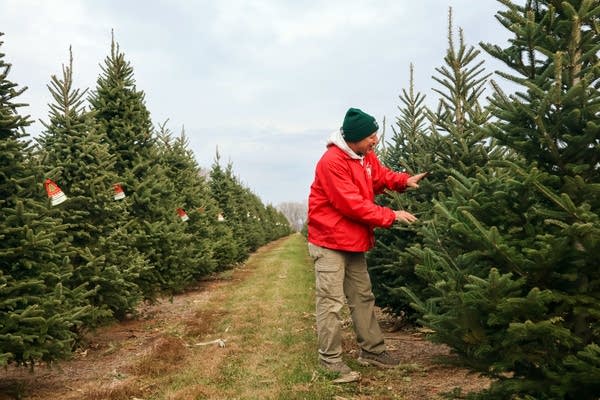 A man looks at a Christmas tree in a row of trees.