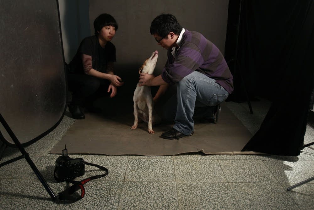 Shelter dogs